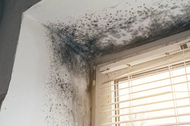 Affordable Mold Cleanup solutions in Lignum, VA